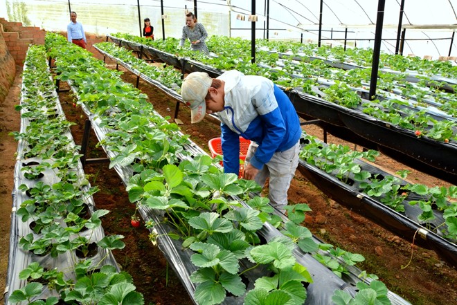 Lĩnh vực nông nghiệp tại Nhật Bản có những công việc gì?